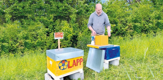 LAPP-Bienen-Titel-1500x740-1-1440x710