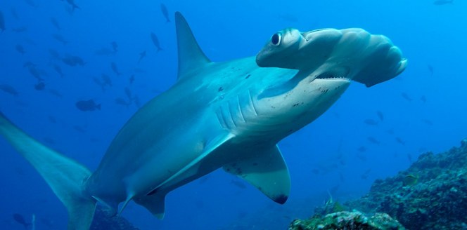 Un requin-marteau dans son habitat près d'un récif corallien Un requin-marteau dans son habitat près d'un récif corallien