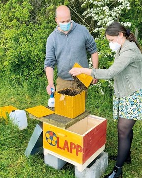 Projet pilote LAPP : Découvrir la diversité des plantes avec les abeilles