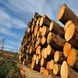 industries-lumber-main